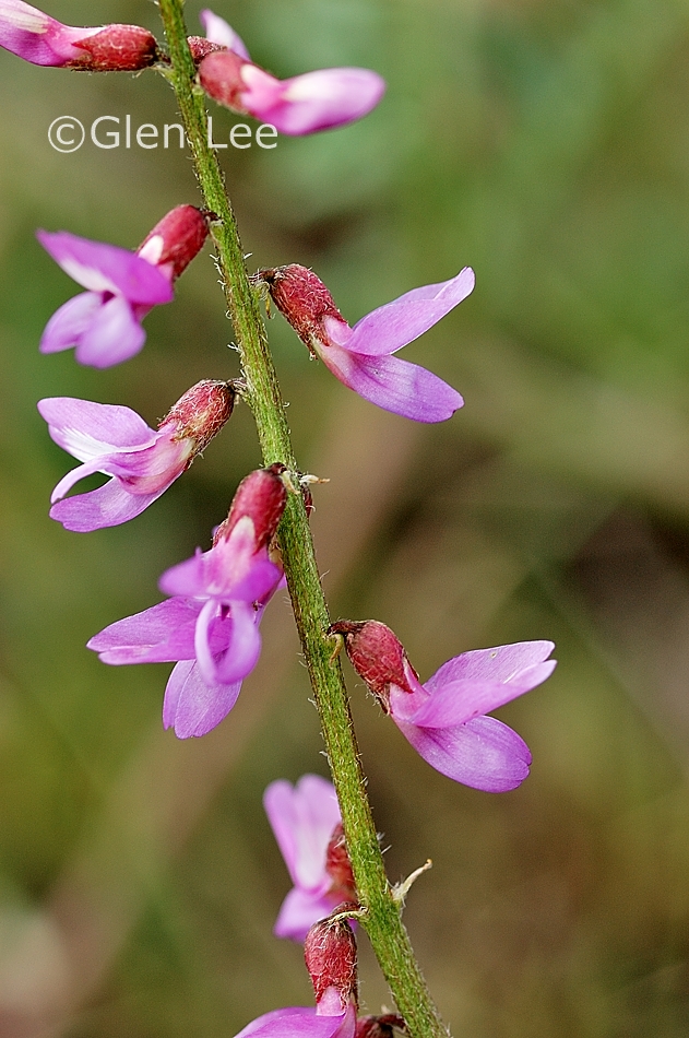 Astragalus flexuosus photos Saskatchewan Wildflowers